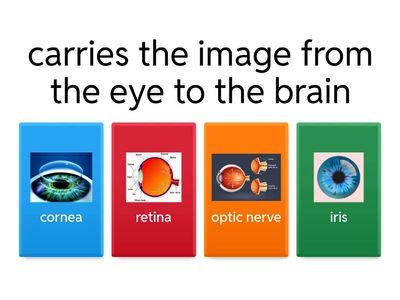 Eye Structure and Function