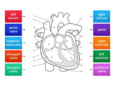 Heart anatomy