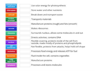 Organelle Functions
