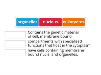 Eukaryotic Cells