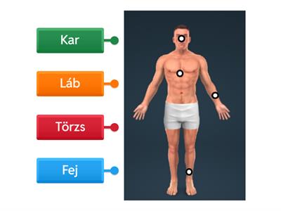 Emberi test főrészei