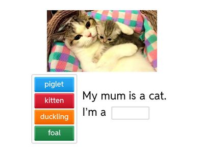 Bugs Team 2 Unit 2 Baby Animals