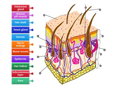 structure of skin