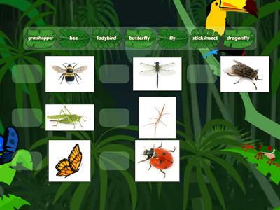 Insects