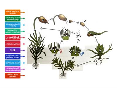 Stavba a životní cyklus mechorostů