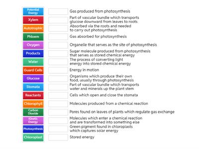 Photosynthesis Proficiency Scale Terms