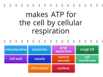 Organelles - find the match