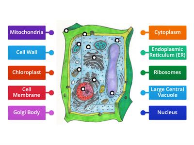 Plant Cell Labeling