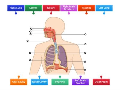 Parts of the Respiratory System