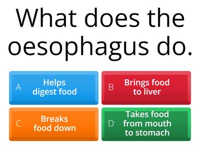 Digestive System Quiz