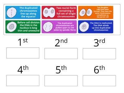 N5 Biology 2.1 Mitosis