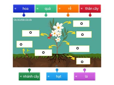Các bộ phận của cây