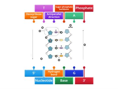 Structure of DNA (Higher Bio)