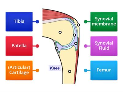 Knee Joint