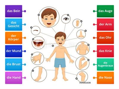 Die Körperteile (the body parts)