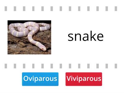  Viviparous and Oviparous 