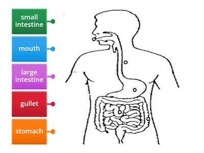 P4 Digestive system (label)