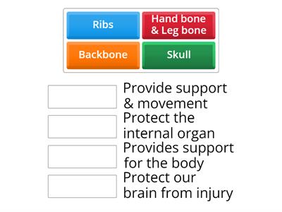 Human Skeletal System