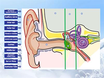 Parts of the Ear