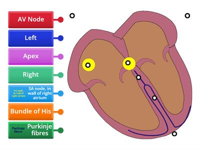 Cax KS5 A2 Electrical conduction structures in the heart 