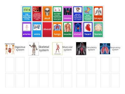 Digestive, Skeletal, circulatory, respiratory, and  muscular system