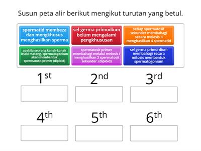 BIOLOGI: 15.2 PROSES SPERMATOGENESIS