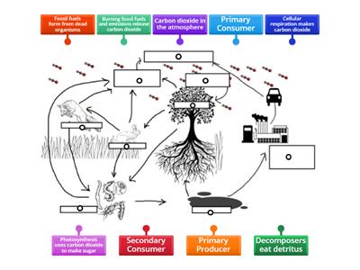 The Carbon Cycle