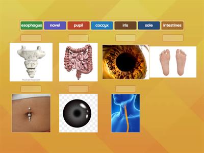 Body parts (English B2/C1)