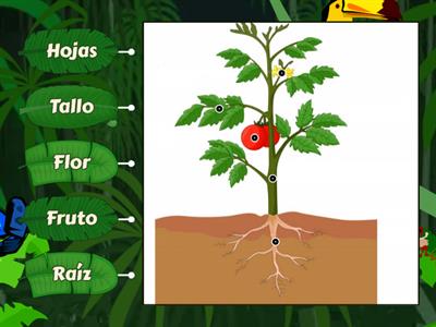 Partes de la planta