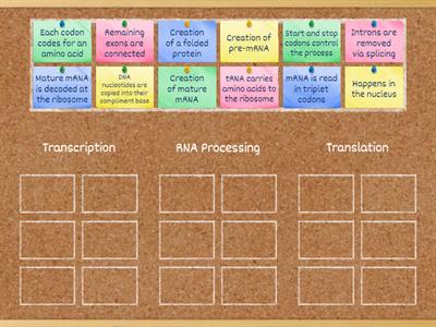 Protein Synthesis Grouping Activity 