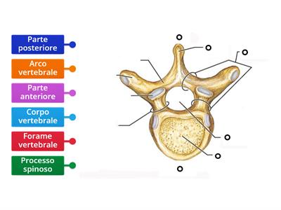 Vertebra