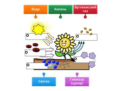 Фотосинтез