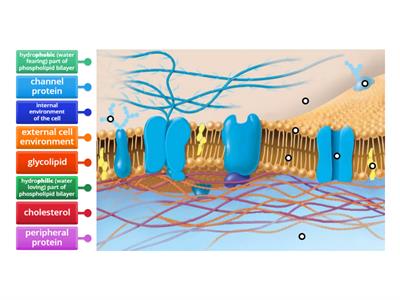 Label the Cell Membrane