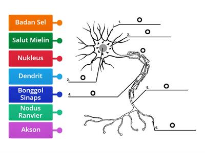 BIOLOGI T4:12.3: NEURON