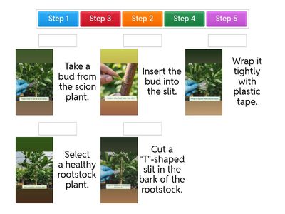 Sequence the Steps in Budding