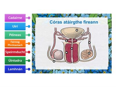 9C An Córas Atáirgthe Fireann