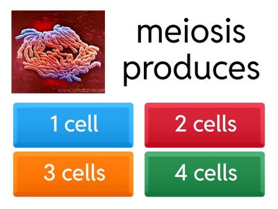 Bio 2: Cell cycle, Meiosis, Mitosis quiz