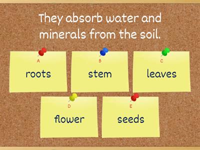 Parts of the Plants - Jobs