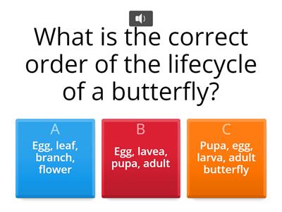 Lifecycle of a butterfly