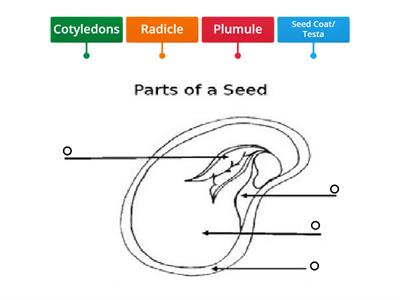 Parts of a seeds