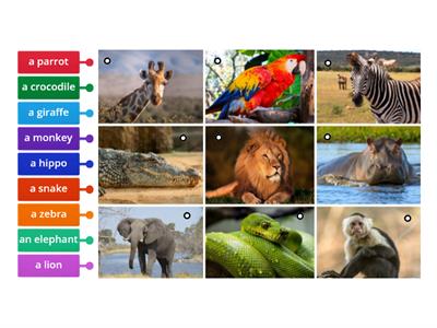 African animals (Dip in 2) 