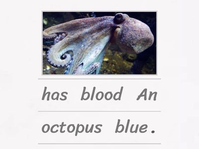 The Amazing Octopus - Sentences
