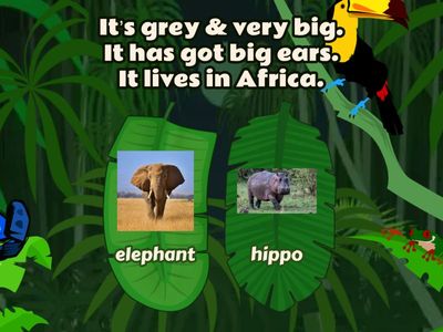 Animals riddles