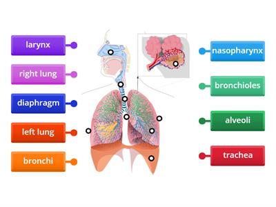 Respiratory system