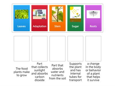 Plant Structures and Functions
