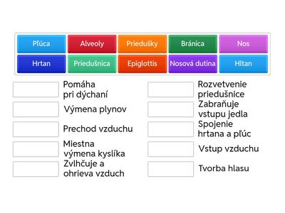 Dýchacia sústava - Spájačka