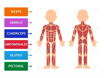 MUSCULOS