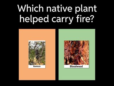 Native Plants