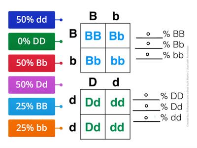 Punnett Squares Percent Practice