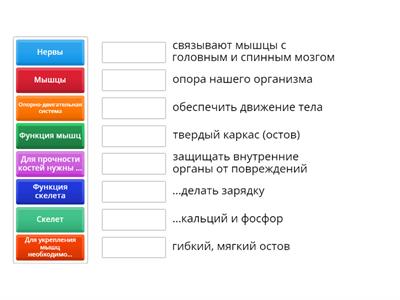 Организм человека -2